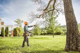 Why Choose Our Tree Removal Services in Kaysville, UT?